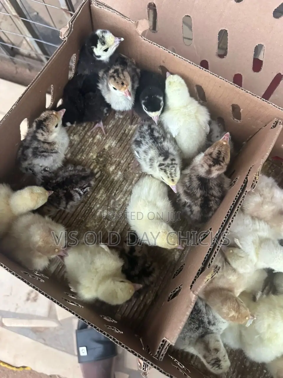 Day Old Chicks and Turkeys