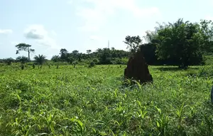 E/R, Akuapim District (Akropong) _ 50+ Acres Mixed Agricultural Land