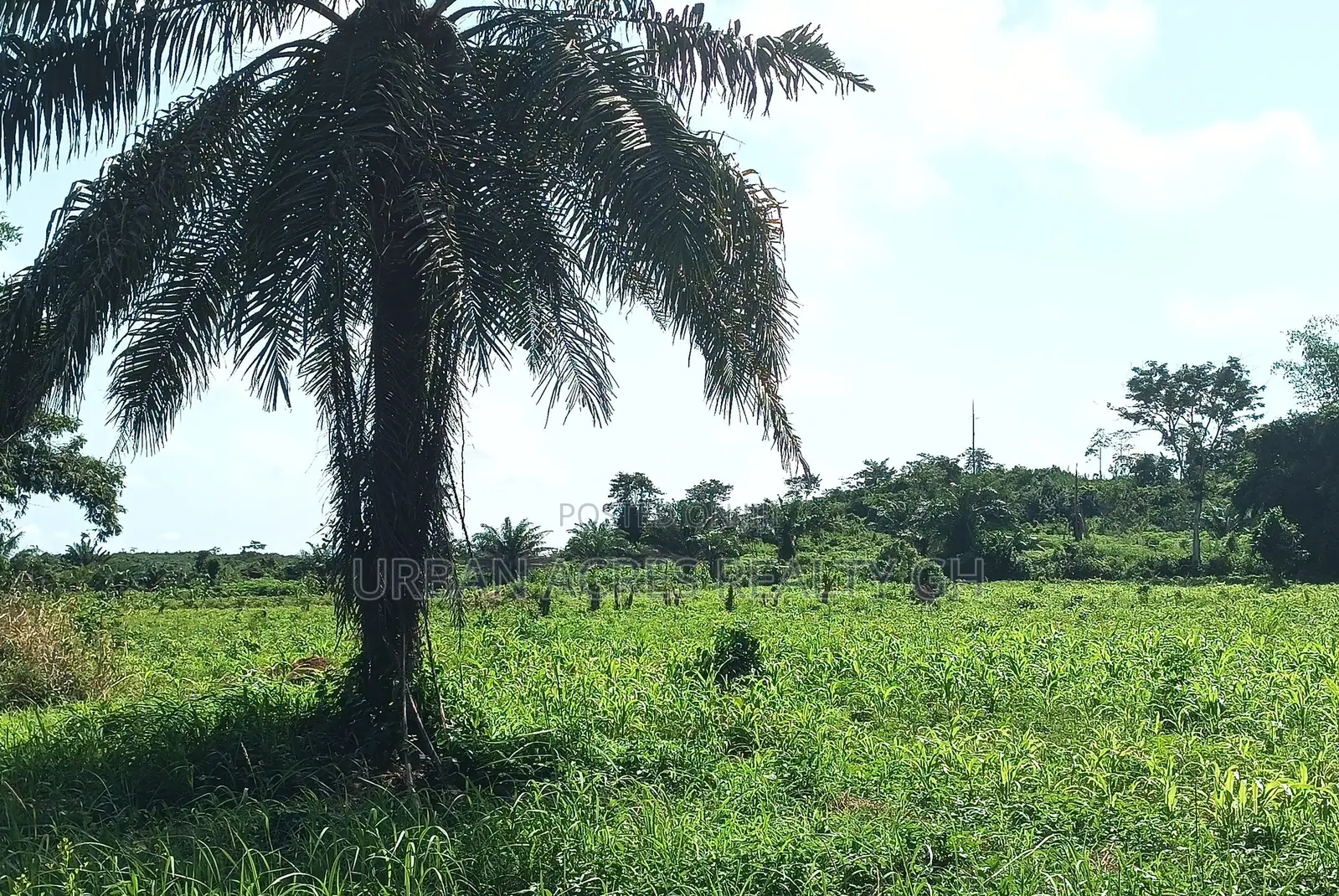 E/R, Akuapim District (Akropong) _ 50+ Acres Mixed Agricultural Land
