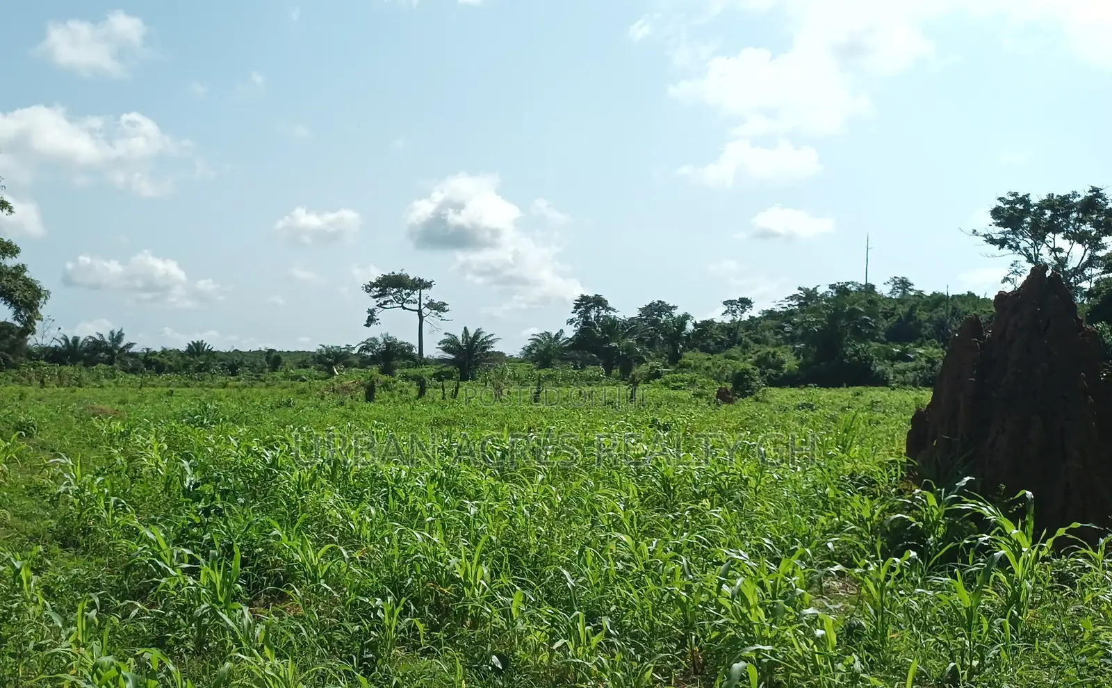 E/R, Akuapim District (Akropong) _ 50+ Acres Mixed Agricultural Land