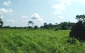 E/R, Akuapim District (Akropong) _ 50+ Acres Mixed Agricultural Land