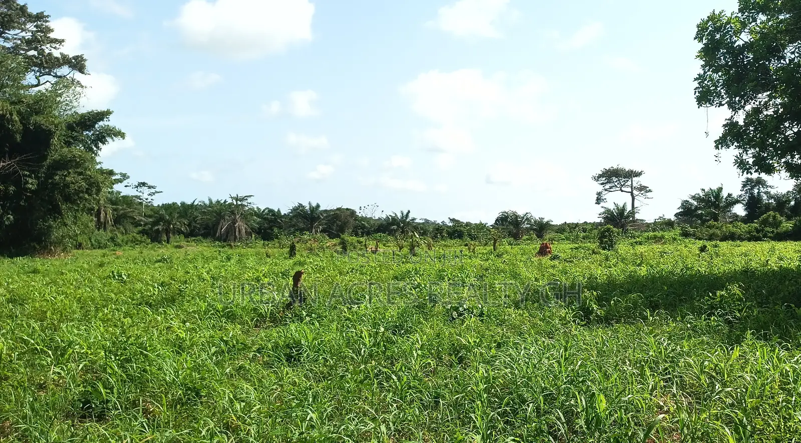 E/R, Akuapim District (Akropong) _ 50+ Acres Mixed Agricultural Land