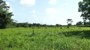 E/R, Akuapim District (Akropong) _ 50+ Acres Mixed Agricultural Land