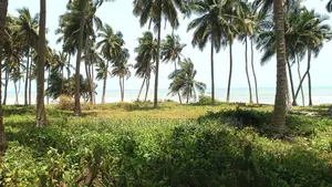 Central Region, Senya Beraku (Kubekro) _ 5+ Acres Oceanfront Land