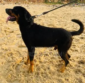 1+ year Male Purebred Rottweiler