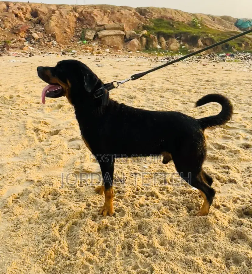 1+ year Male Purebred Rottweiler
