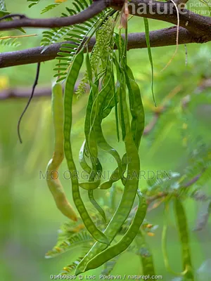 Acacia Tree Seedling/Plant