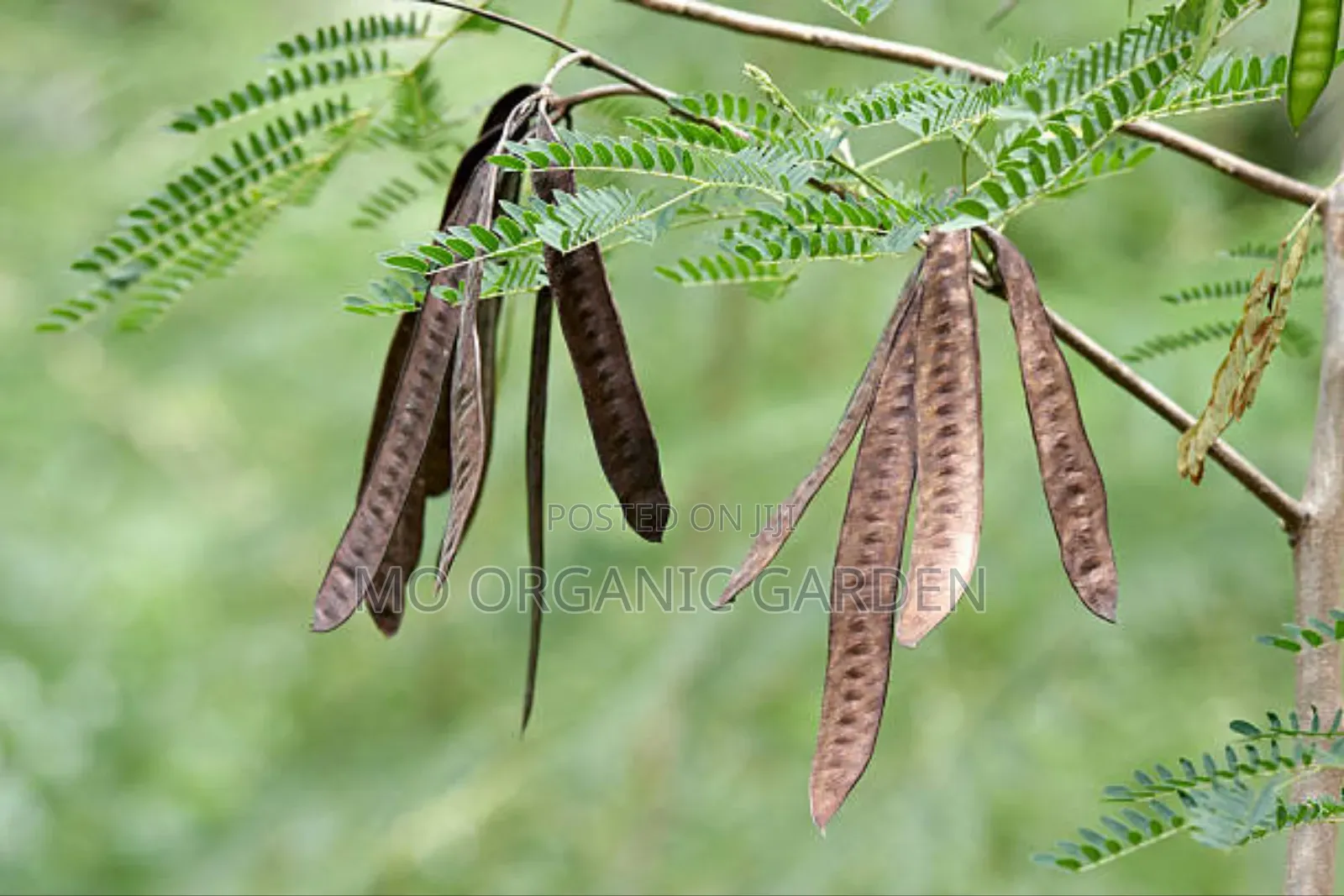 Acacia Tree Seedling/Plant
