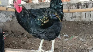 Matured Birds for Sell