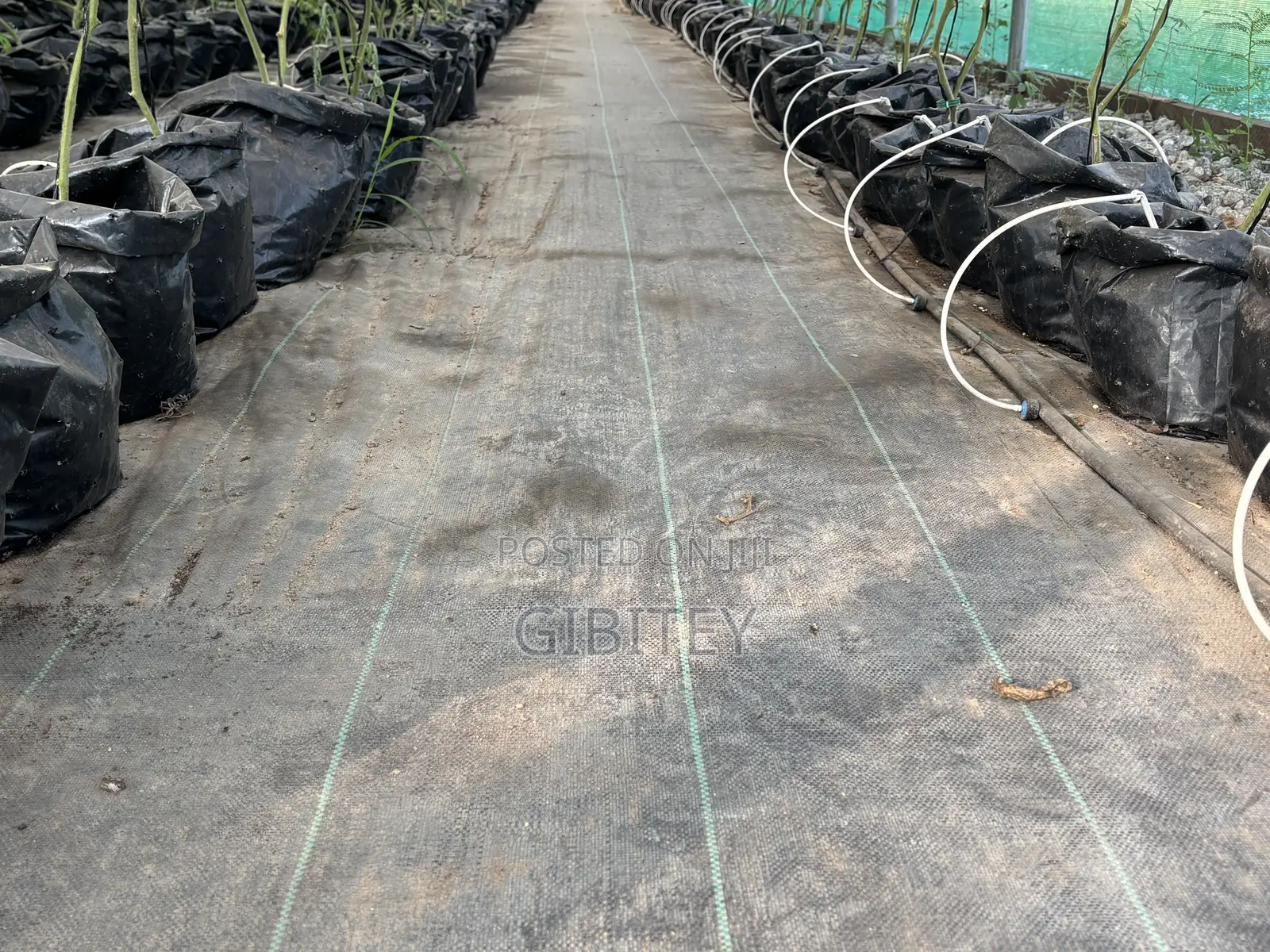 Qualify Greenhouse for Sale 66ft/20.12m, Width 26ft/7.92m