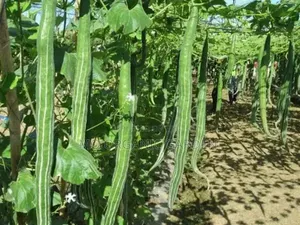 Snake Gourd Seeds –40 Seeds for 50 Cedis