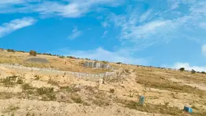 Genuine Half Plot With Free Documentation at Tsopoli Skyport City
