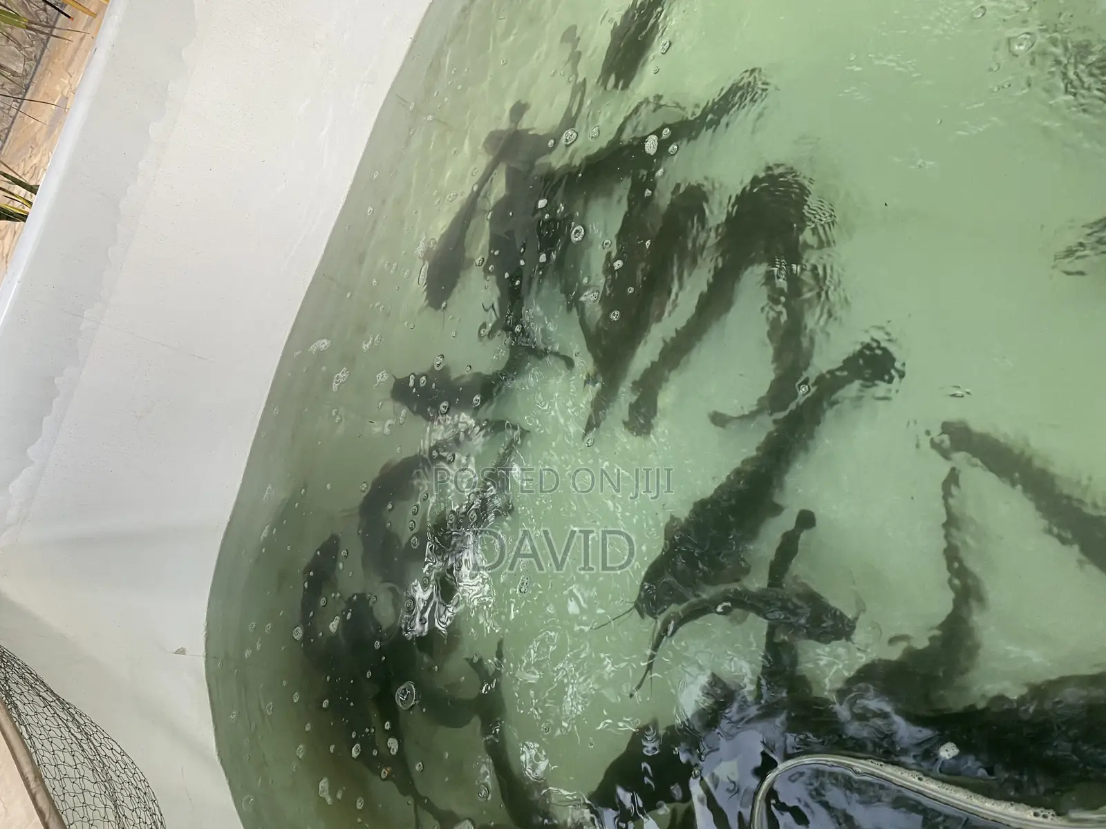Catfish for Sale