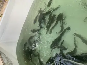 Catfish for Sale