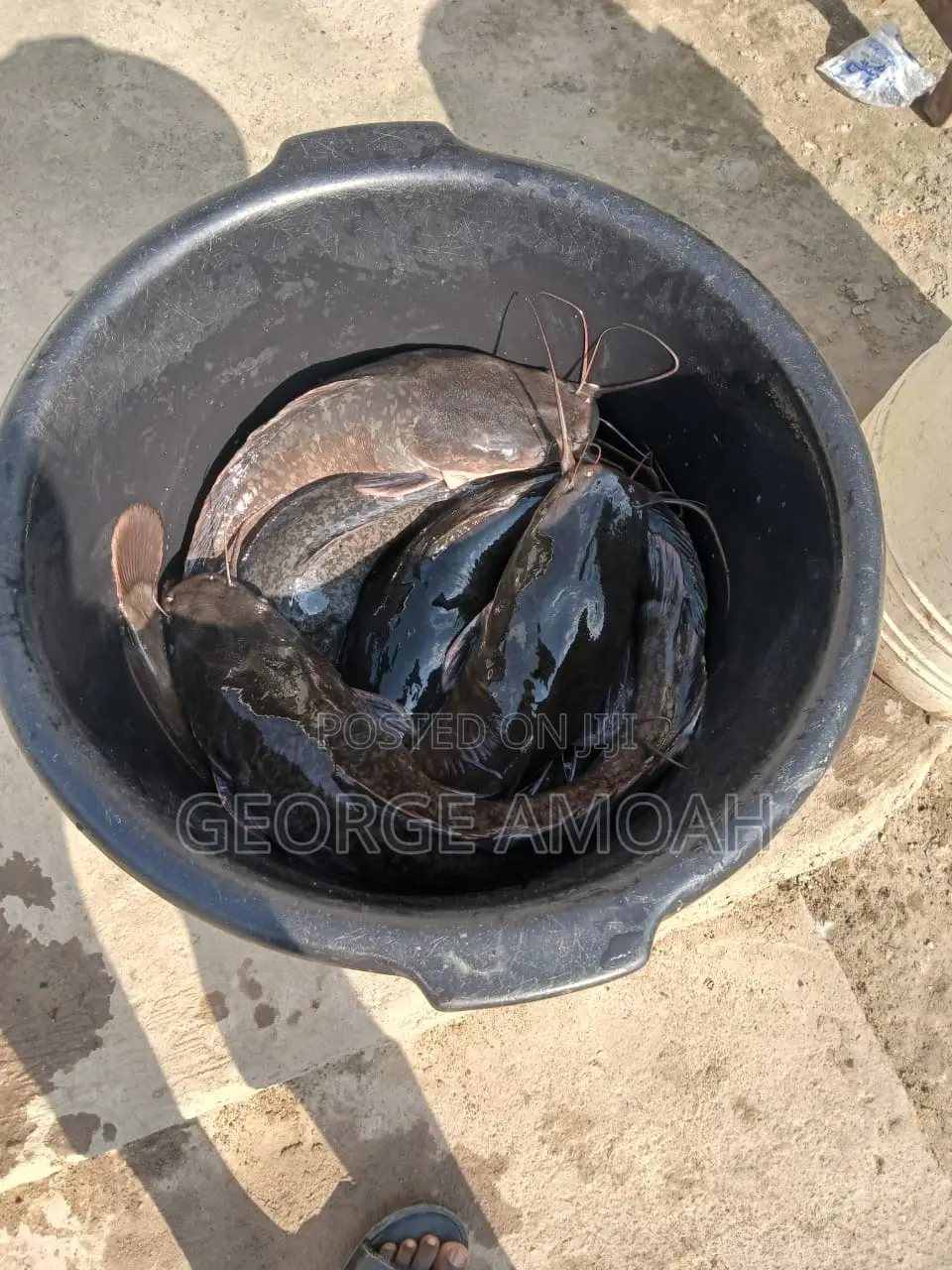 Fresh Catfish