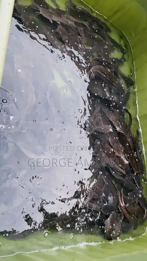 Fresh Catfish