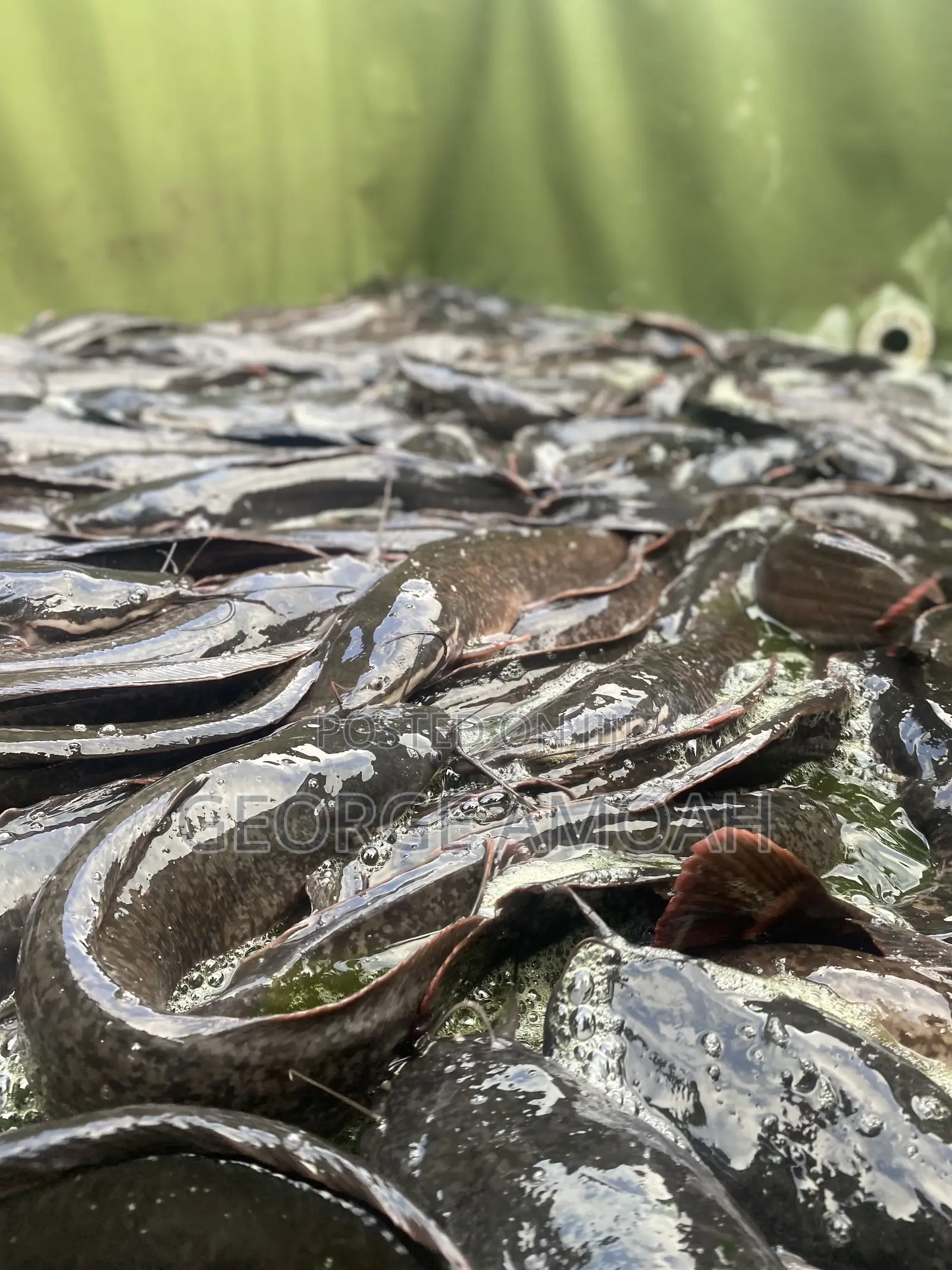 Fresh Catfish