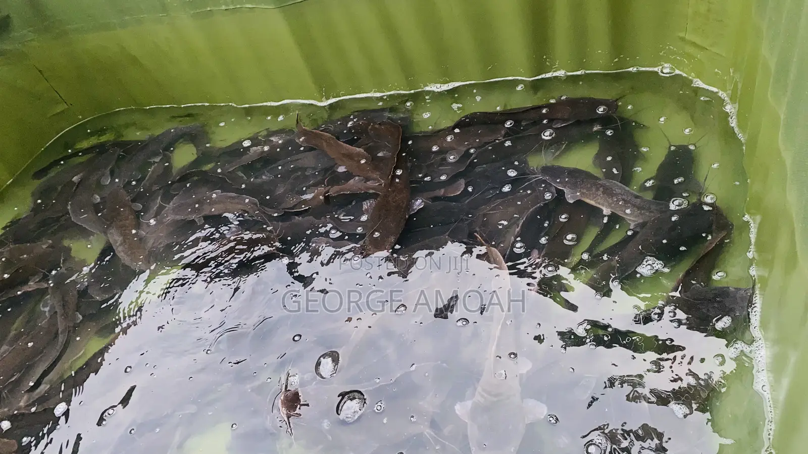 Fresh Catfish