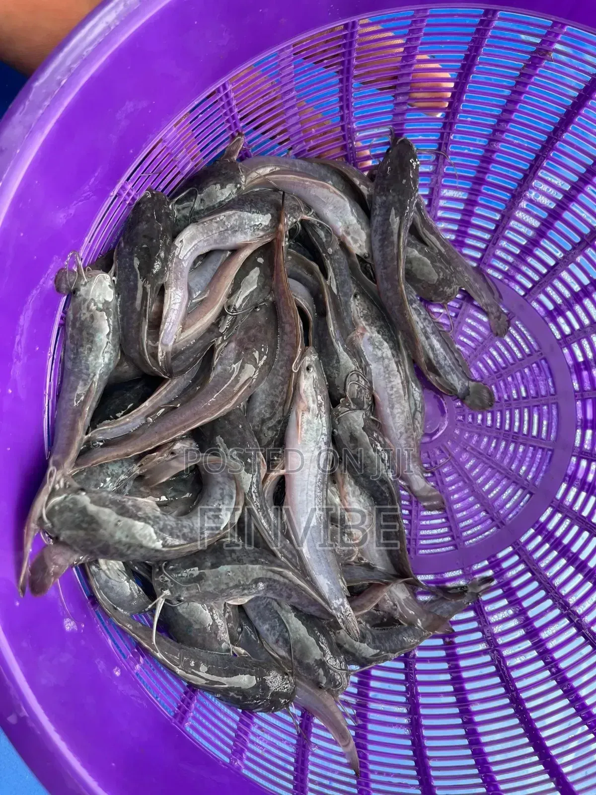 Catfish Jumbo