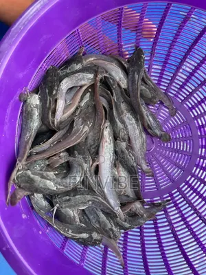 Catfish Jumbo