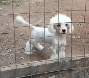 1-3 months Female Purebred Poodle