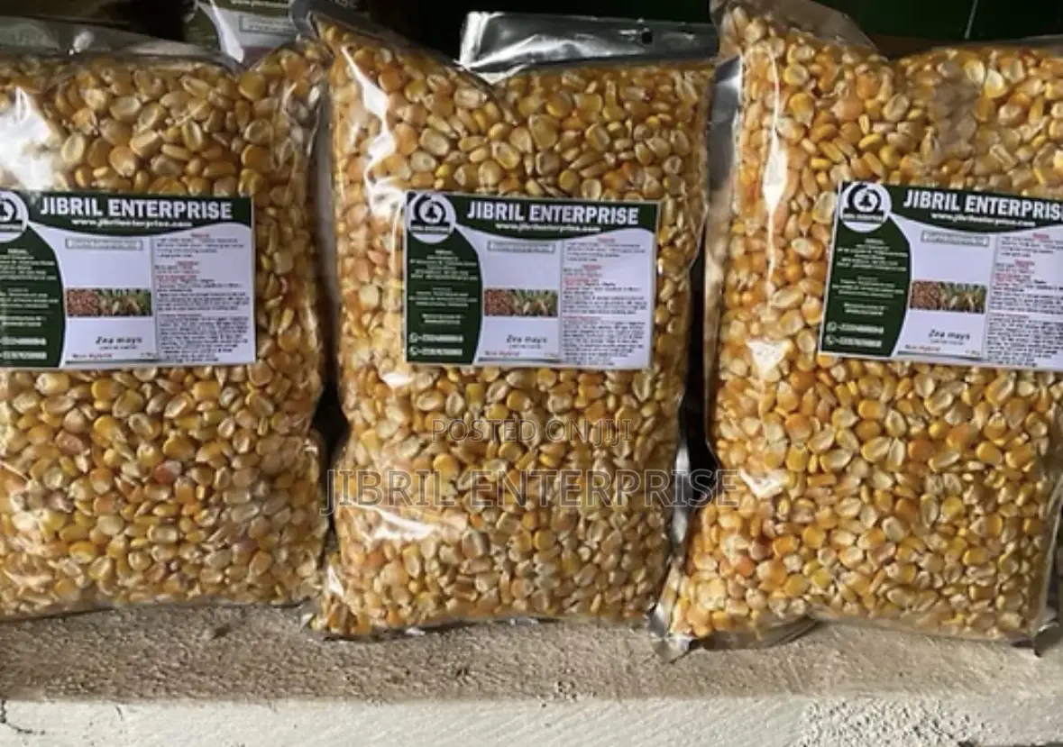 75 Days Togolese Yellow Maize Seeds, 1kg /25gh, Non Hybrid, High Yield