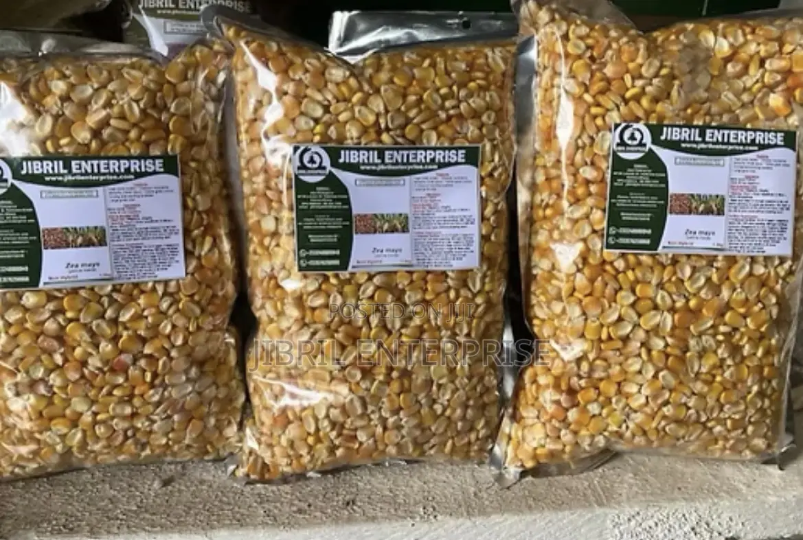 75 Days Togolese Yellow Maize Seeds, 1kg /25gh, Non Hybrid, High Yield