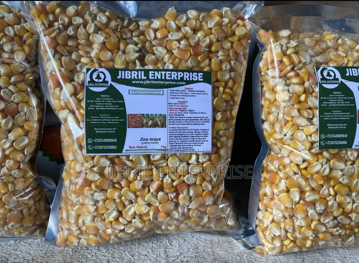 75 Days Togolese Yellow Maize Seeds, 1kg /25gh, Non Hybrid, High Yield