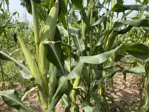75 Days Togolese Yellow Maize Seeds, 1kg /25gh, Non Hybrid, High Yield