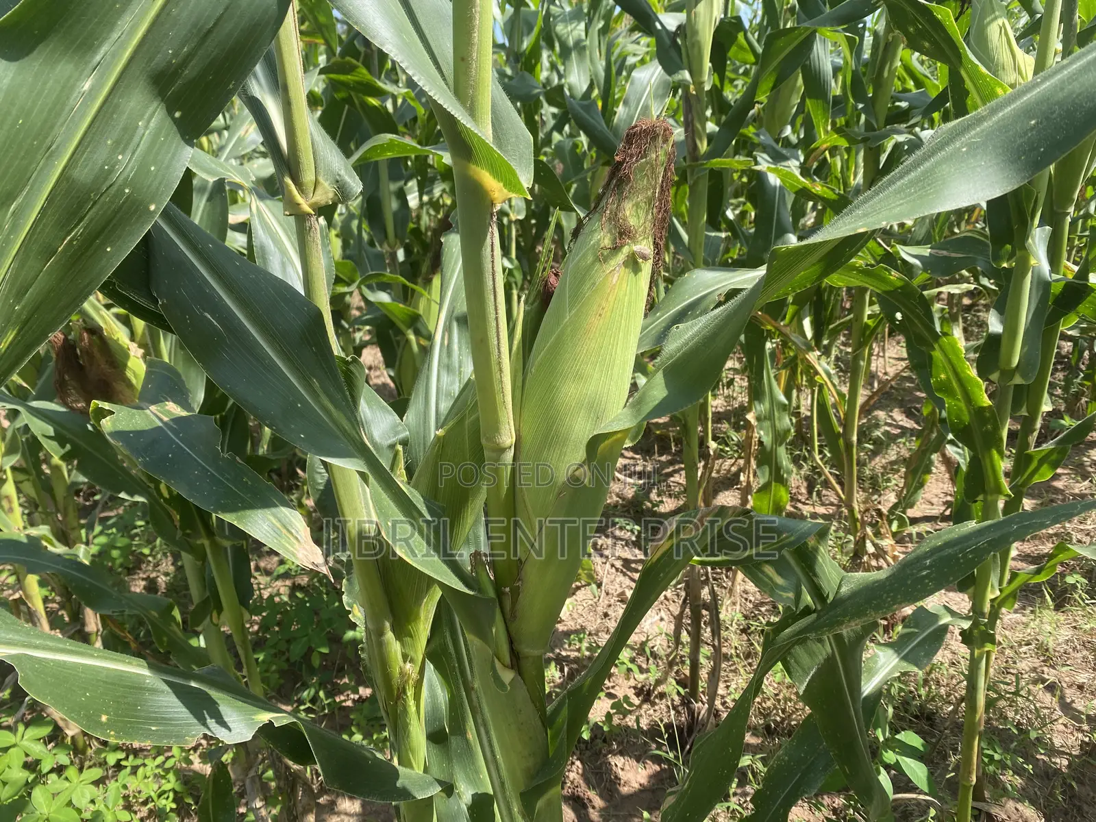 75 Days Togolese Yellow Maize Seeds, 1kg /25gh, Non Hybrid, High Yield