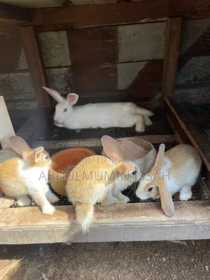 Rabbit Animal