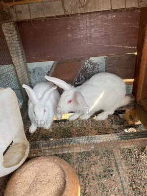 Rabbit Animal