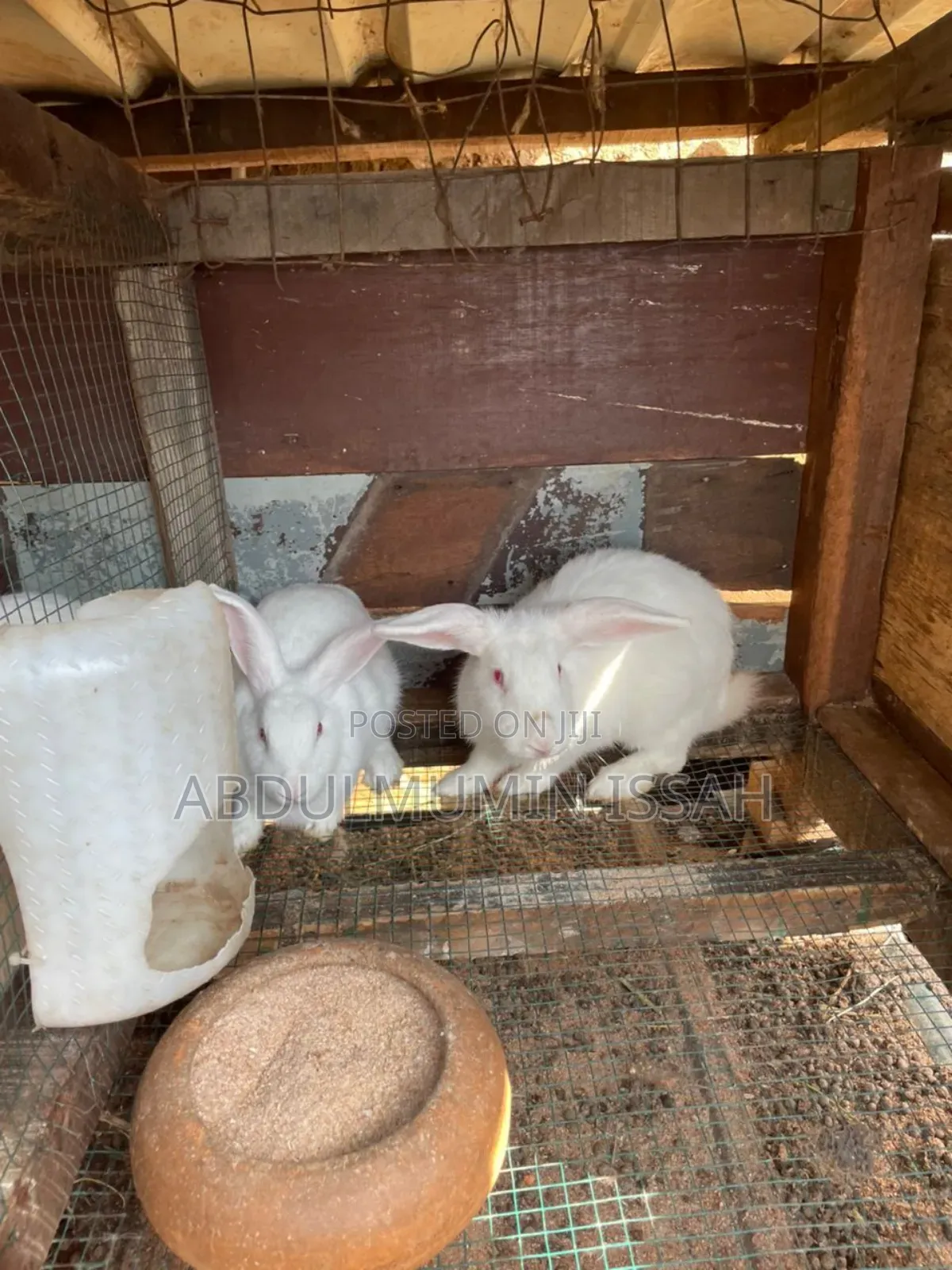Rabbit Animal