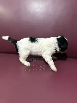 0-1 month Male Purebred Poodle