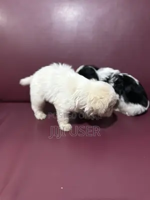 0-1 month Male Purebred Poodle