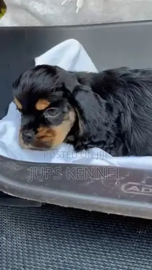 1-3 months Female Purebred Cocker Spaniel