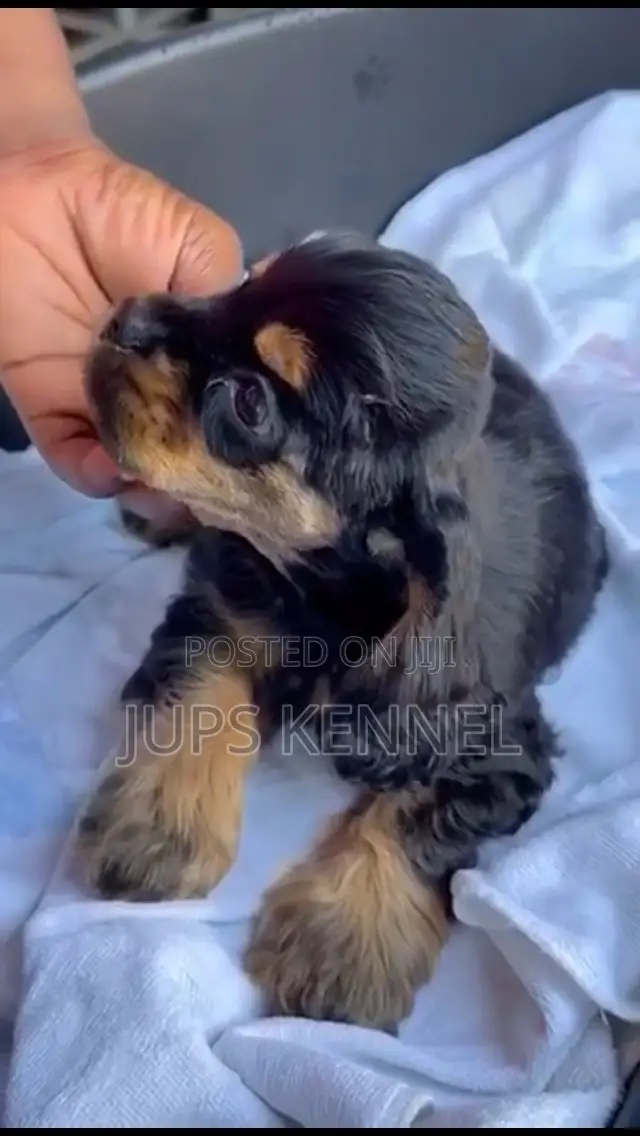 1-3 months Female Purebred Cocker Spaniel