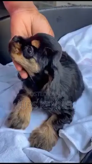 1-3 months Female Purebred Cocker Spaniel