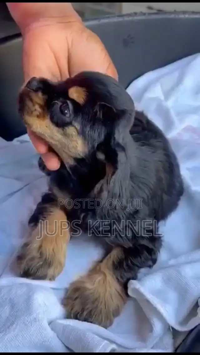 1-3 months Female Purebred Cocker Spaniel