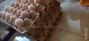 Fertile Hybrid(Brahma Cross Eggs)