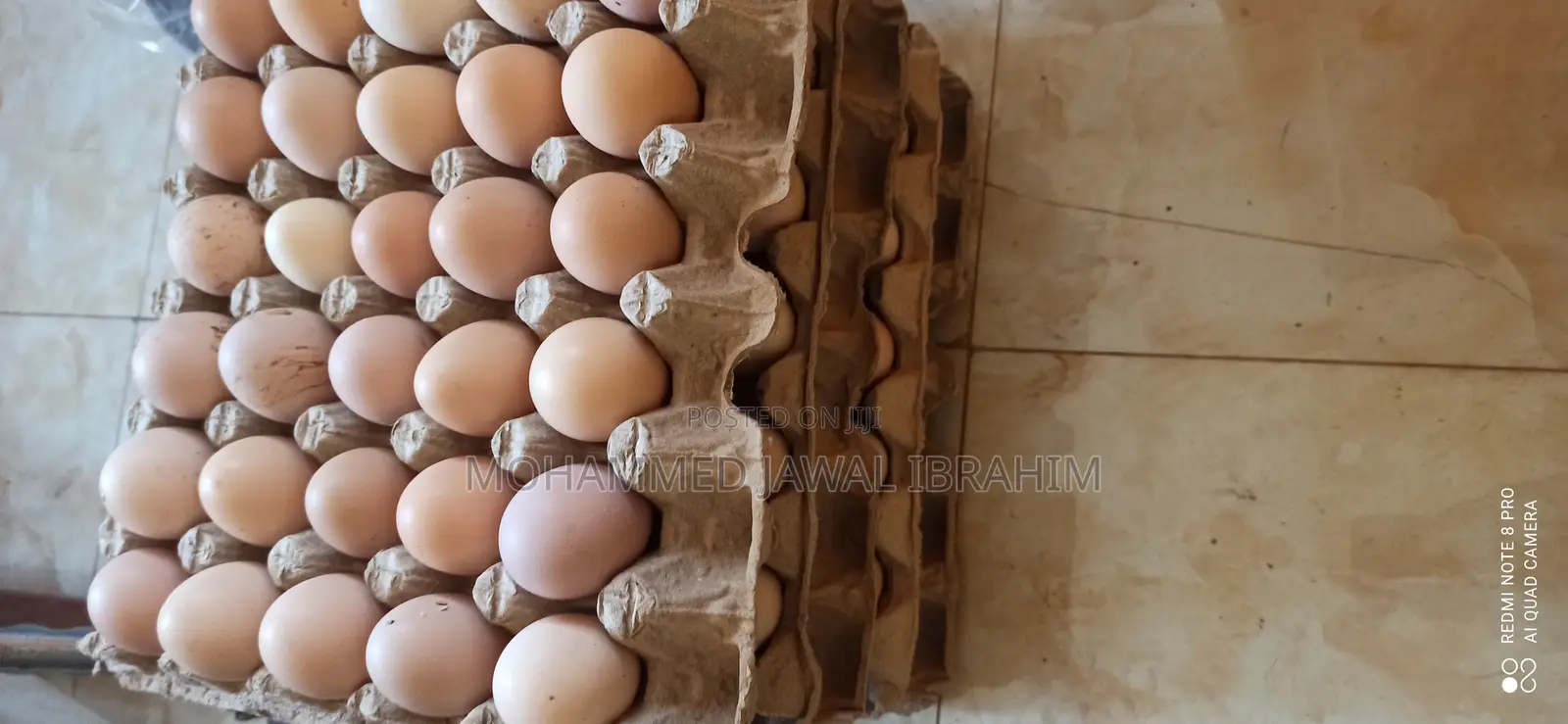 Fertile Hybrid(Brahma Cross Eggs)