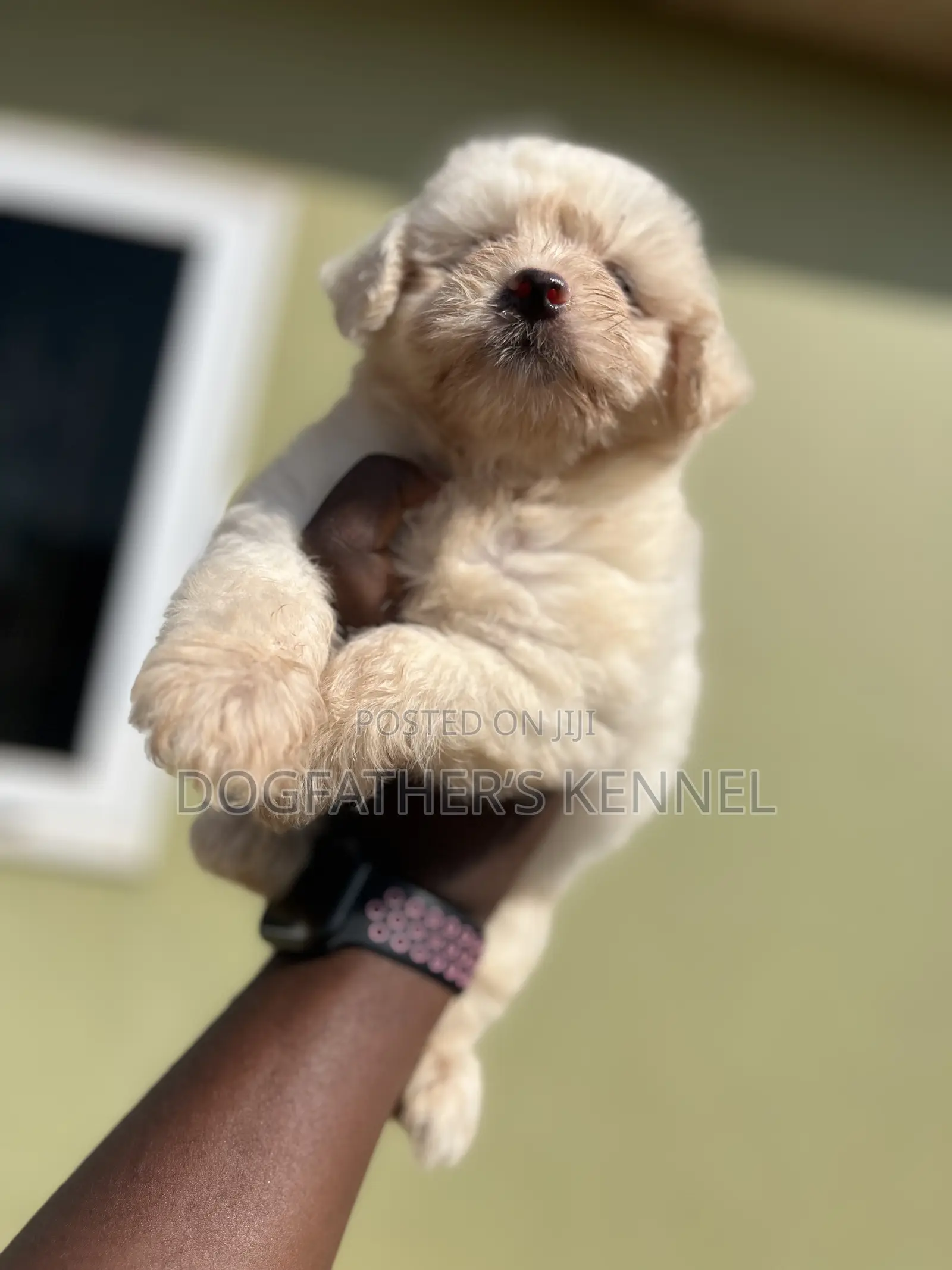 1-3 months Female Purebred Maltipoo