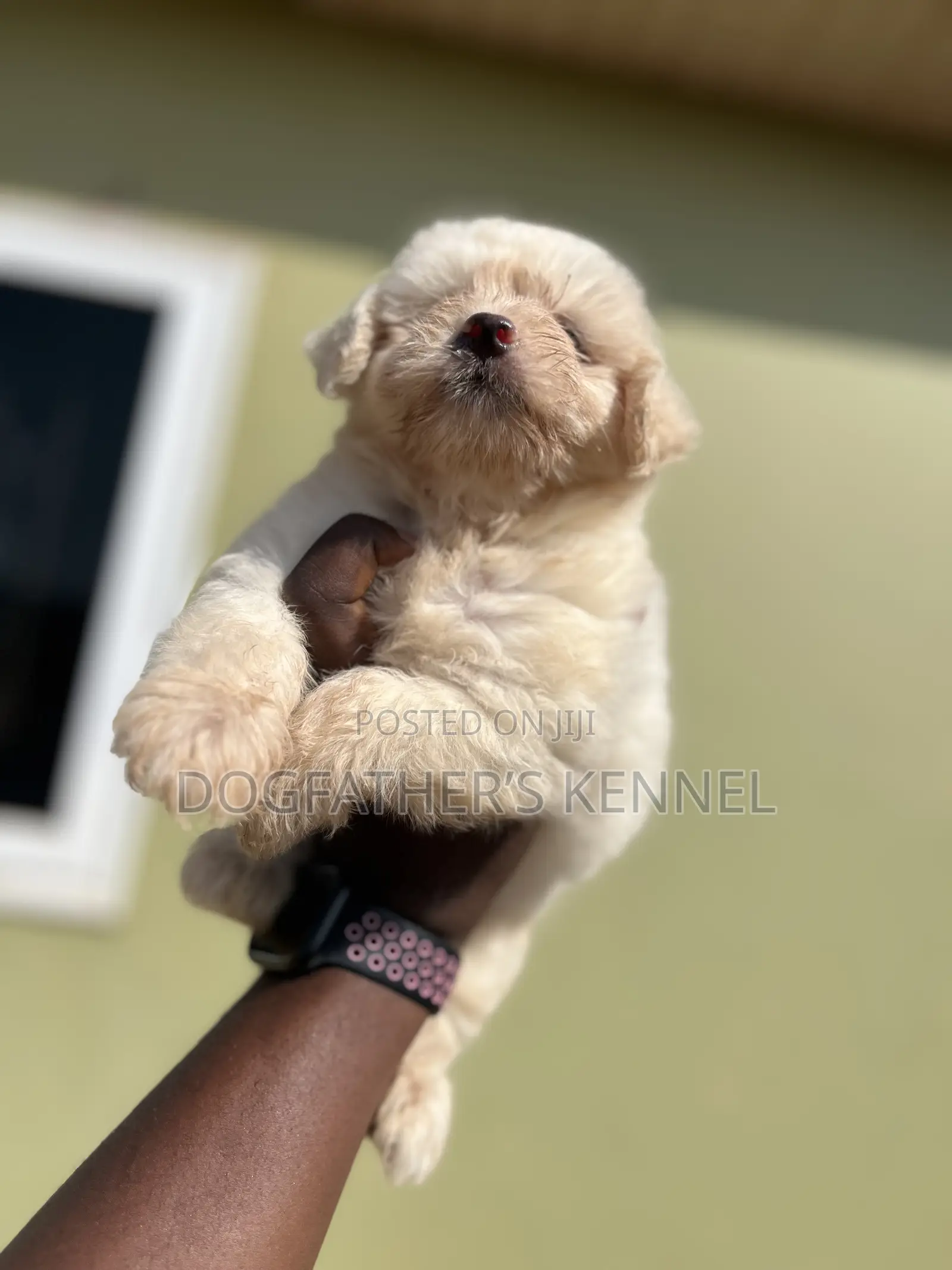 1-3 months Female Purebred Maltipoo