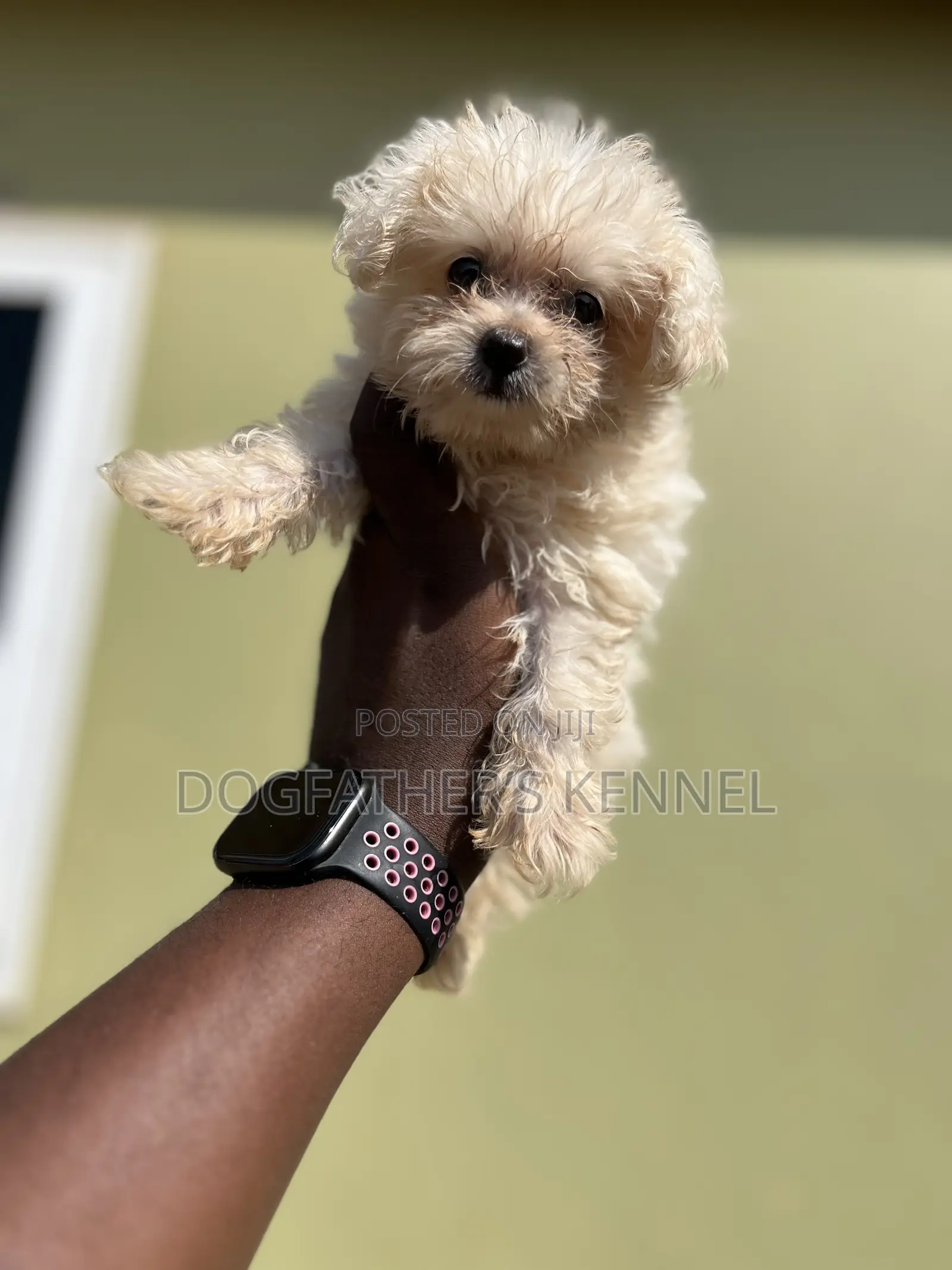 1-3 months Female Purebred Maltipoo