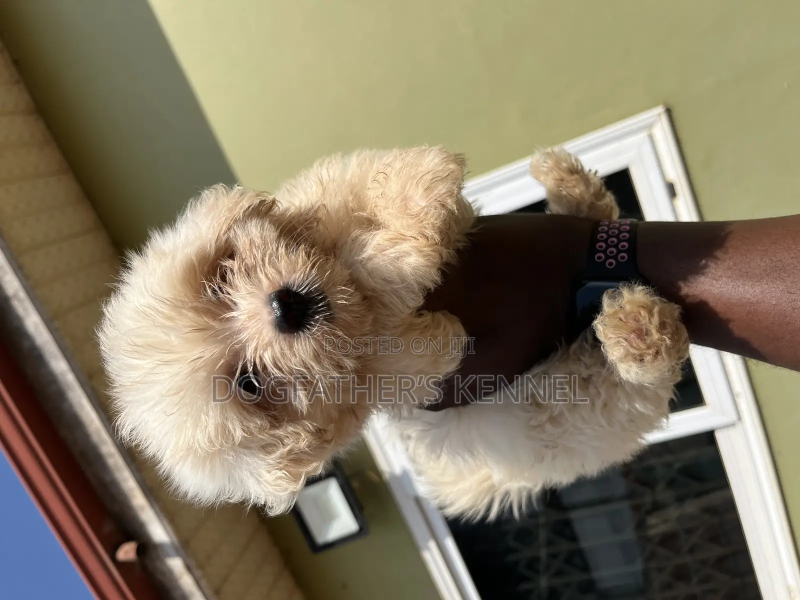 1-3 months Female Purebred Maltipoo