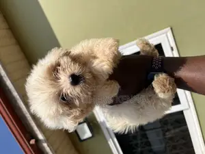 1-3 months Female Purebred Maltipoo