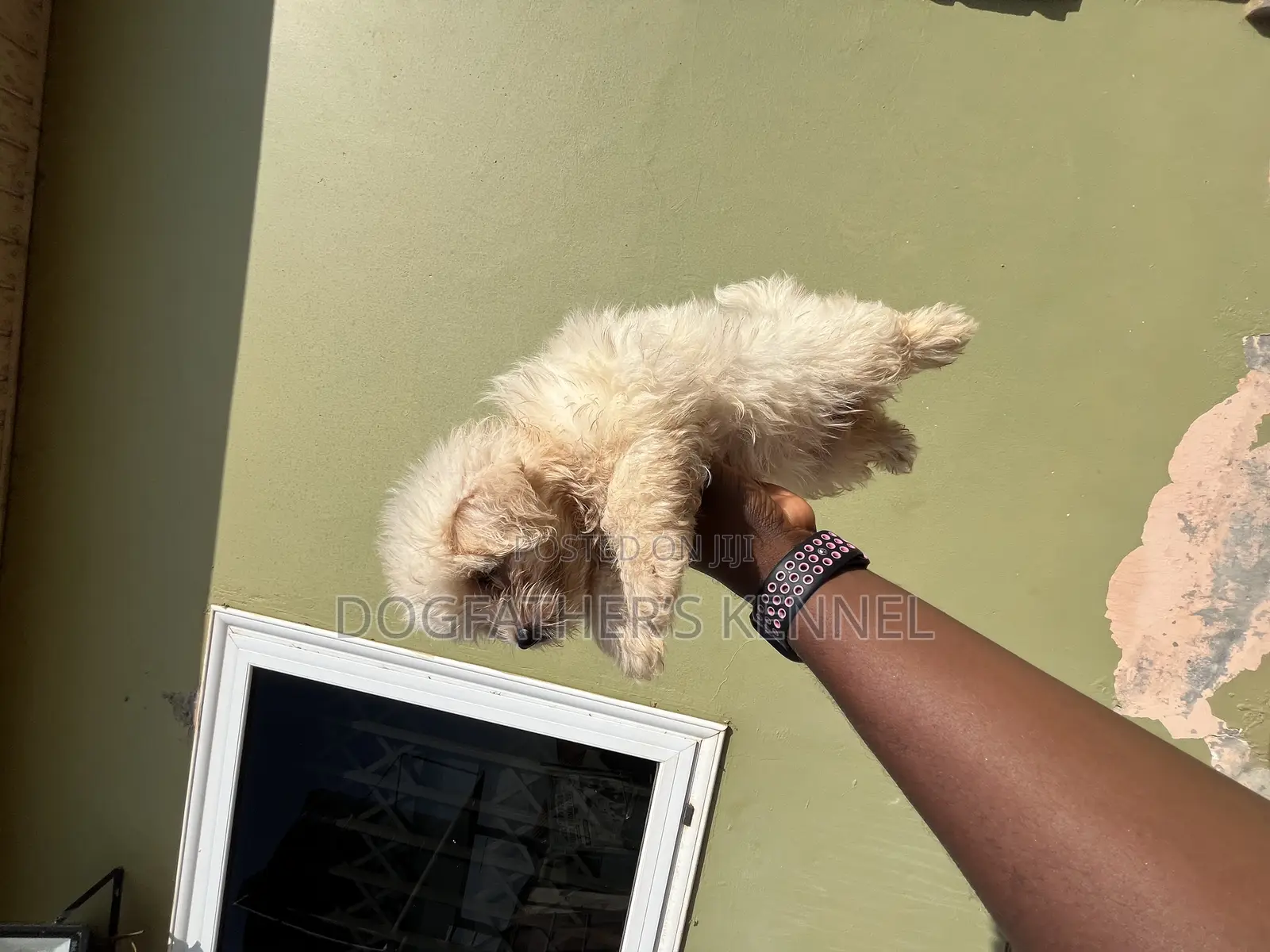 1-3 months Female Purebred Maltipoo