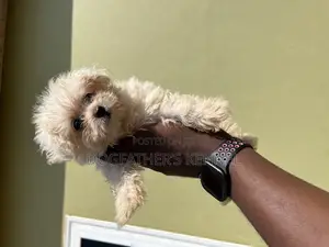 1-3 months Female Purebred Maltipoo