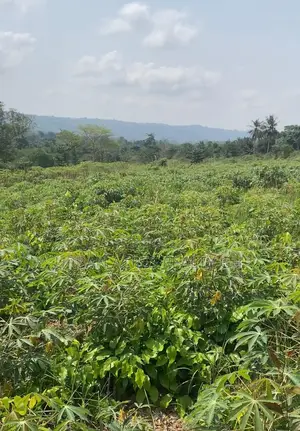 E.R, Akuapim District (Adukrom) _ 36 Plots (6+ Acres) Mountain Land