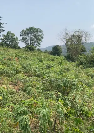 E.R, Akuapim District (Adukrom) _ 36 Plots (6+ Acres) Mountain Land